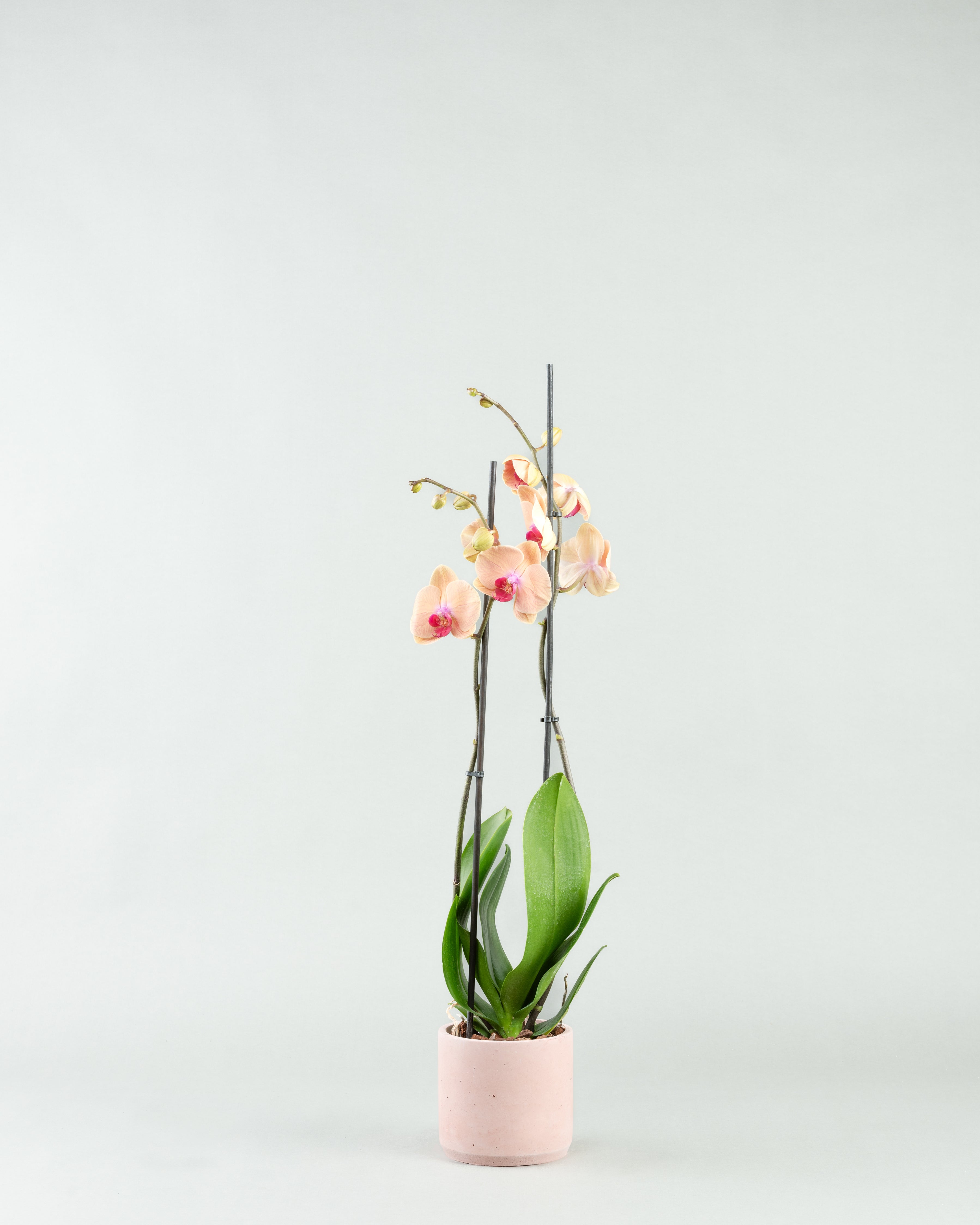 Peach Perfection: Phalaenopsis Orchids in Varied Concrete Planters