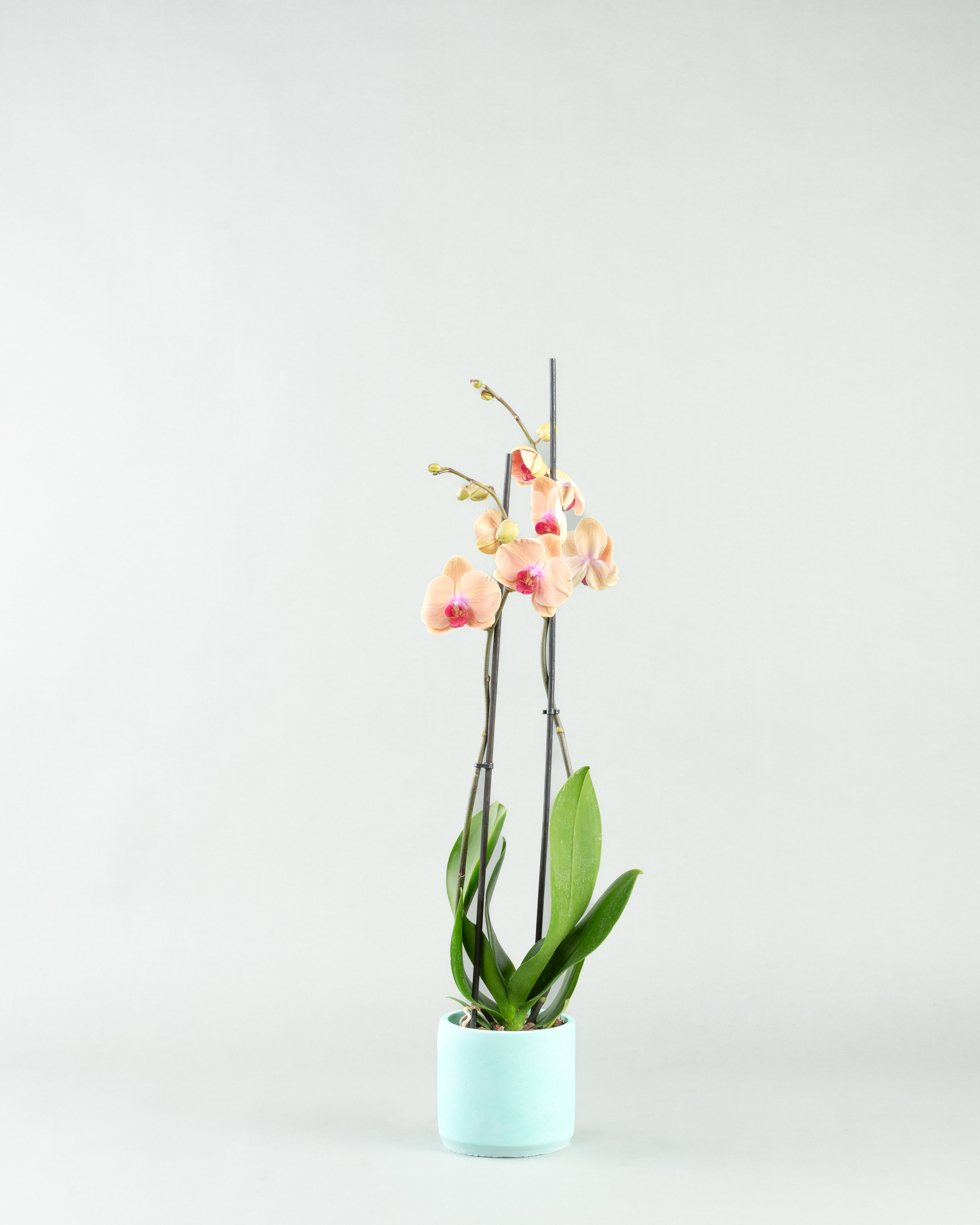 Peach Perfection: Phalaenopsis Orchids in Varied Concrete Planters