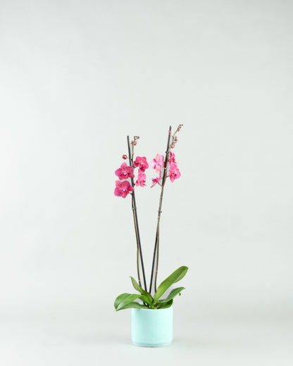 Fuchsia Fantasy: Phalaenopsis Orchids in Colorful Concrete Planters