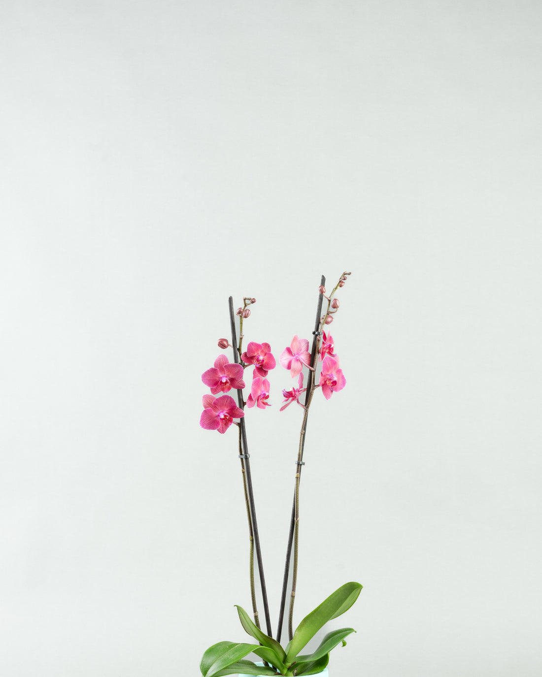 Fuchsia Fantasy: Phalaenopsis Orchids in Colorful Concrete Planters