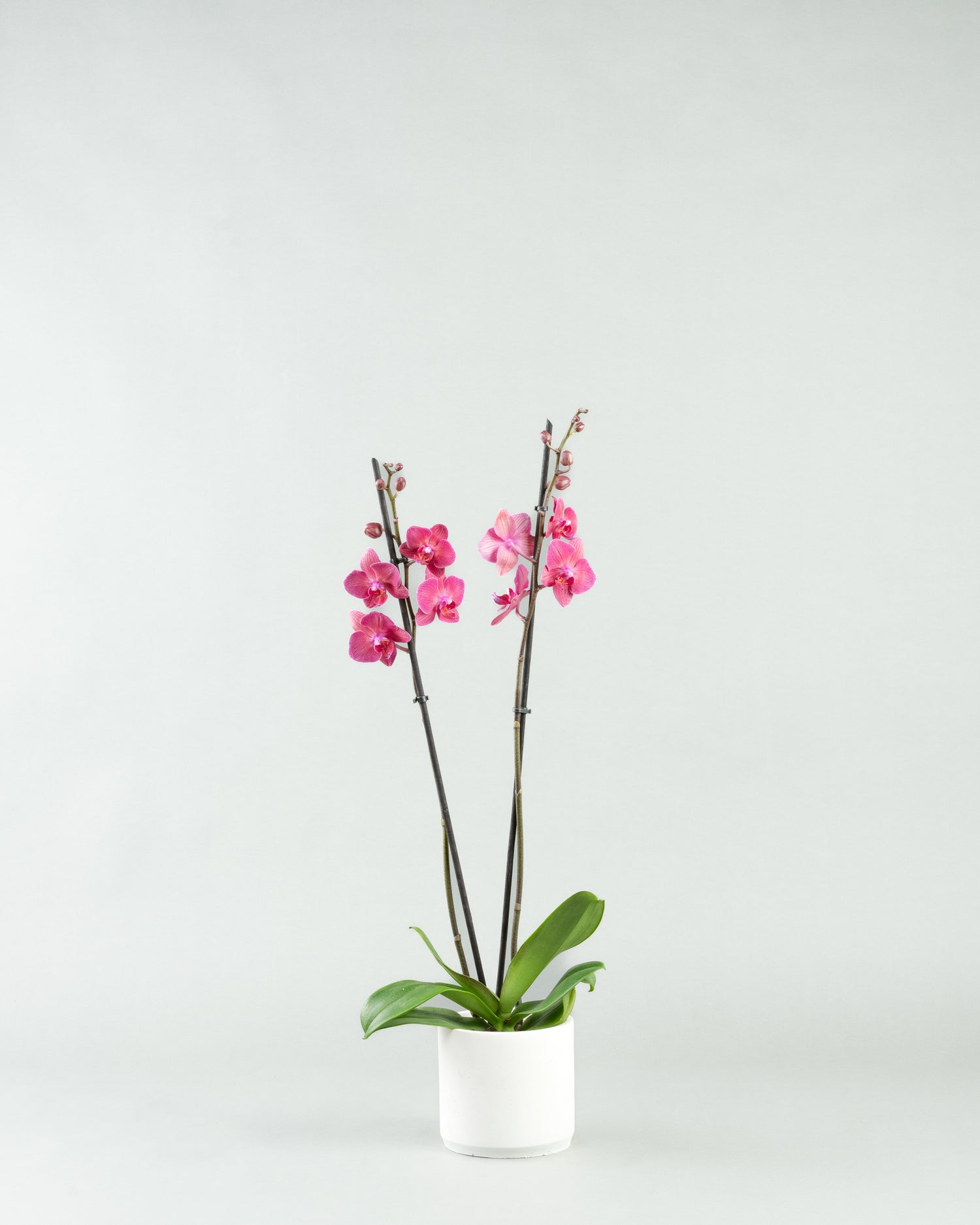 Fuchsia Fantasy: Phalaenopsis Orchids in Colorful Concrete Planters