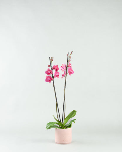 Fuchsia Fantasy: Phalaenopsis Orchids in Colorful Concrete Planters