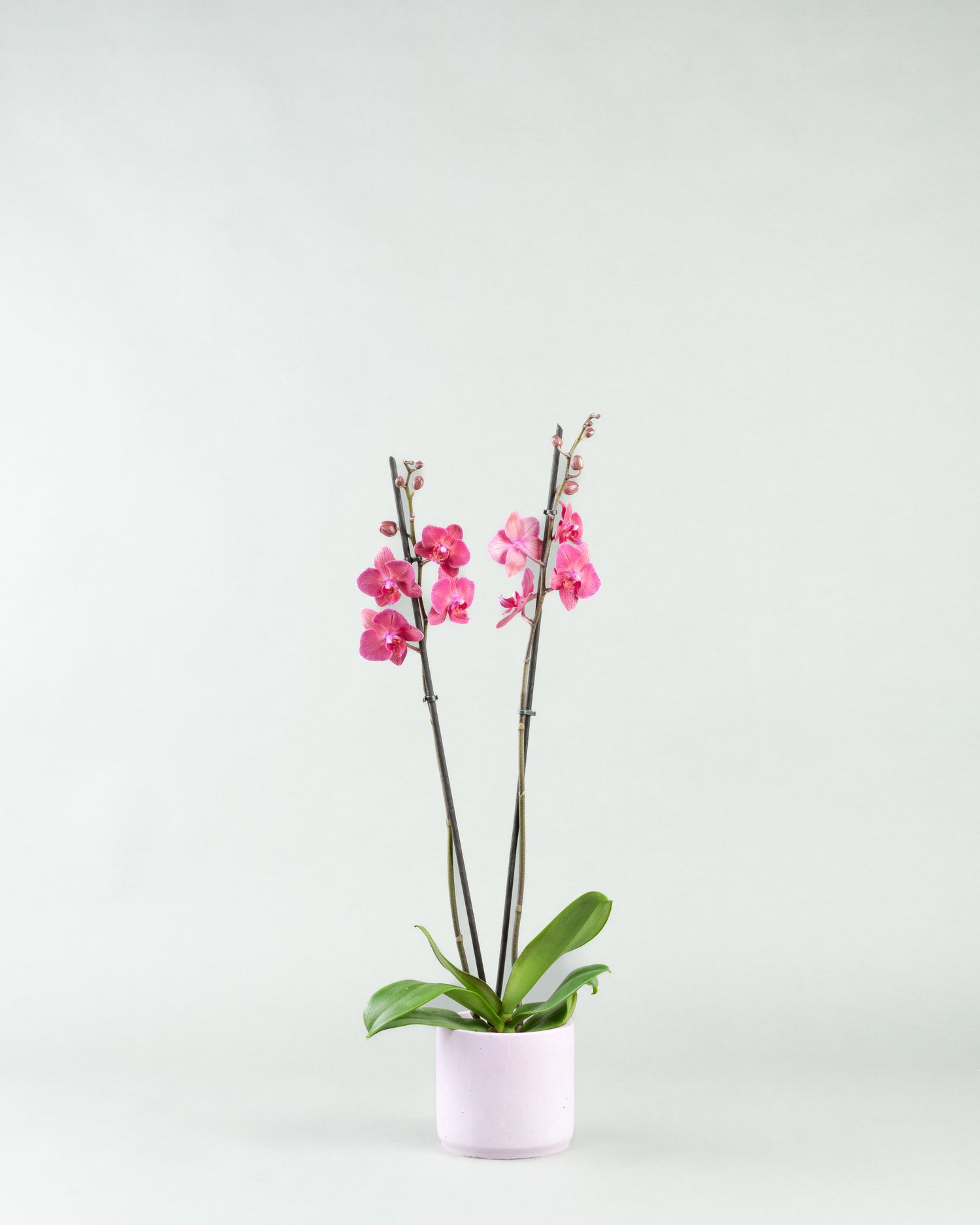 Fuchsia Fantasy: Phalaenopsis Orchids in Colorful Concrete Planters