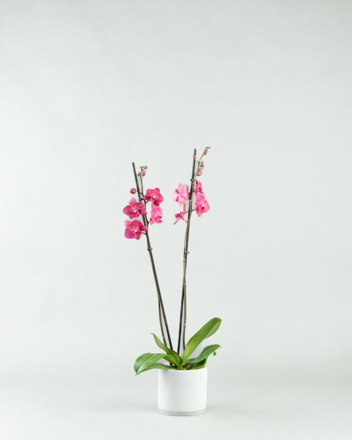 Fuchsia Fantasy: Phalaenopsis Orchids in Colorful Concrete Planters