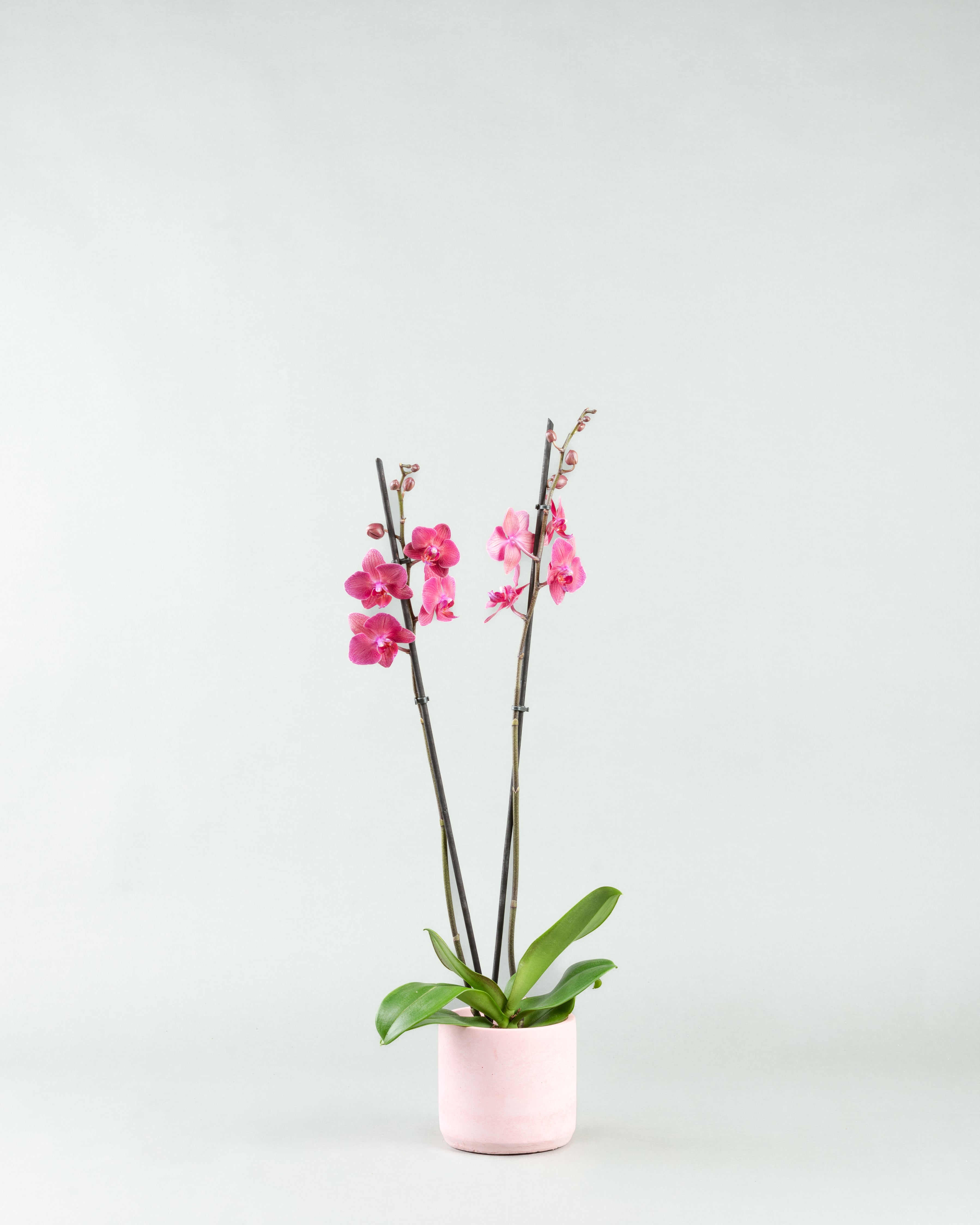 Fuchsia Fantasy: Phalaenopsis Orchids in Colorful Concrete Planters