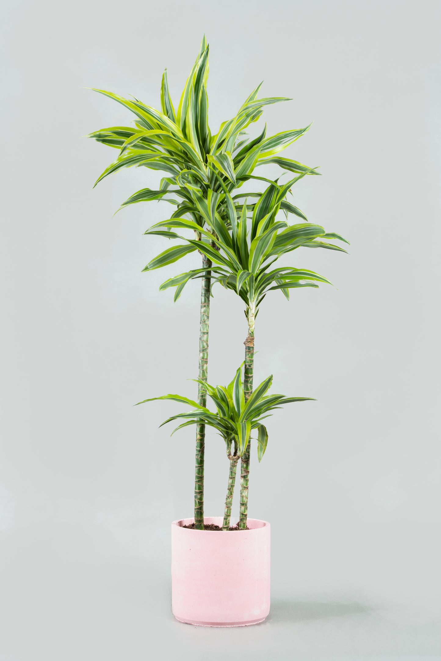 dracaena reflexa indoor plant Dracaena Reflexa Elegance: Tall Indoor Plant in Six Colorful Planters – Charly Floral
