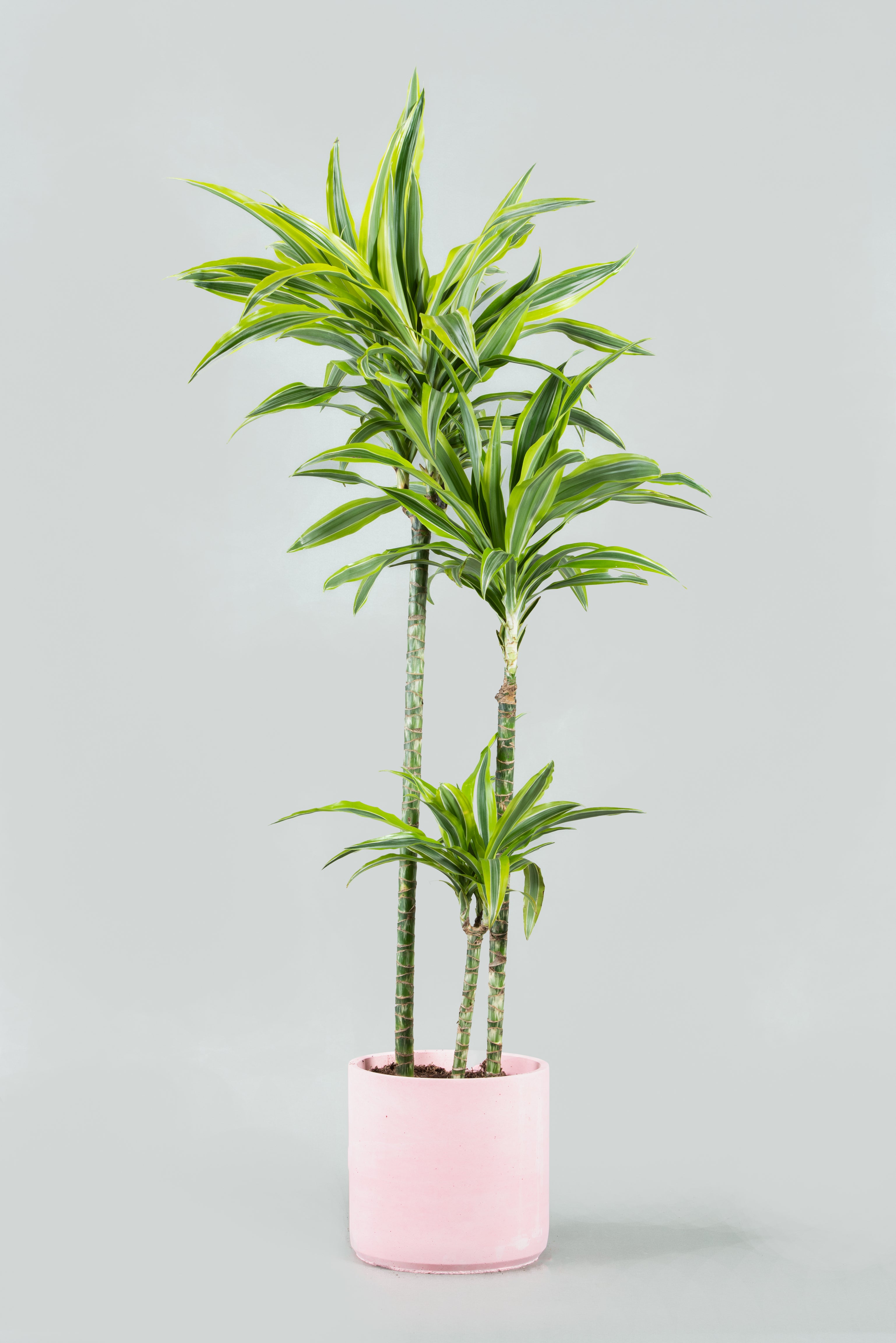Dracaena Reflexa Elegance: Tall Indoor Plant in Six Colorful Planters