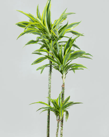 Dracaena Reflexa Elegance: Tall Indoor Plant in Six Colorful Planters