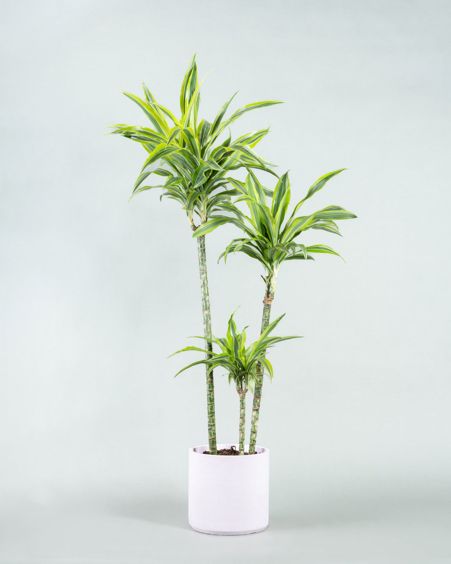 Dracaena Reflexa Elegance: Tall Indoor Plant in Six Colorful Planters