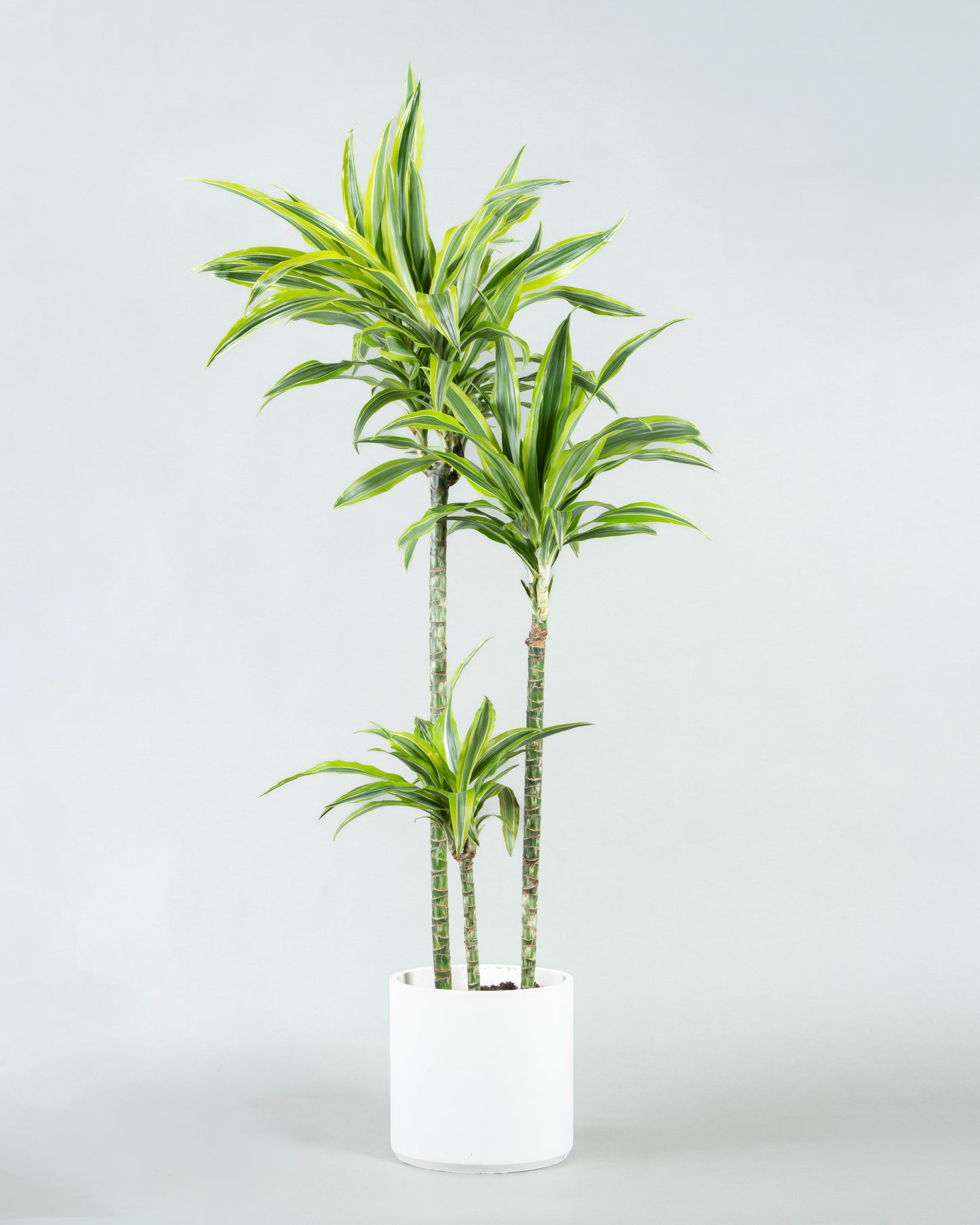 Dracaena Reflexa Elegance: Tall Indoor Plant in Six Colorful Planters