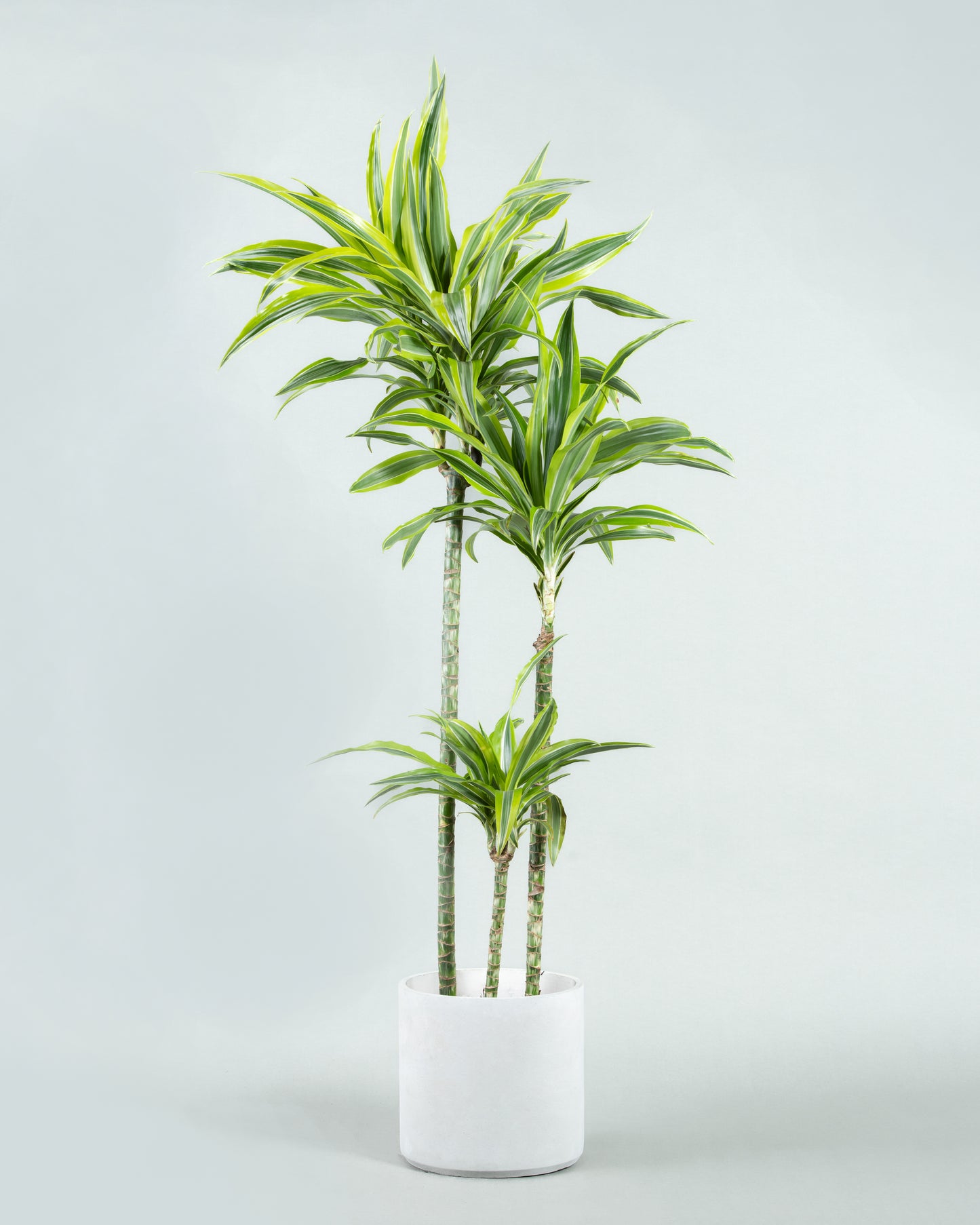 Dracaena Reflexa Elegance: Tall Indoor Plant in Six Colorful Planters