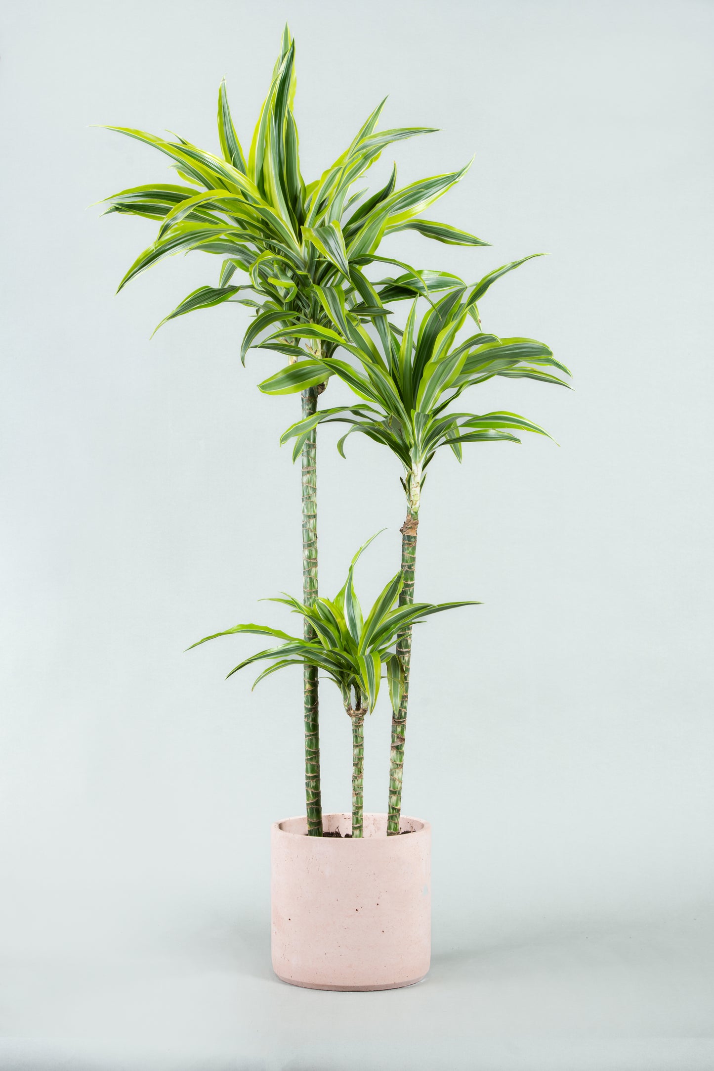 Dracaena Reflexa Elegance: Tall Indoor Plant in Six Colorful Planters