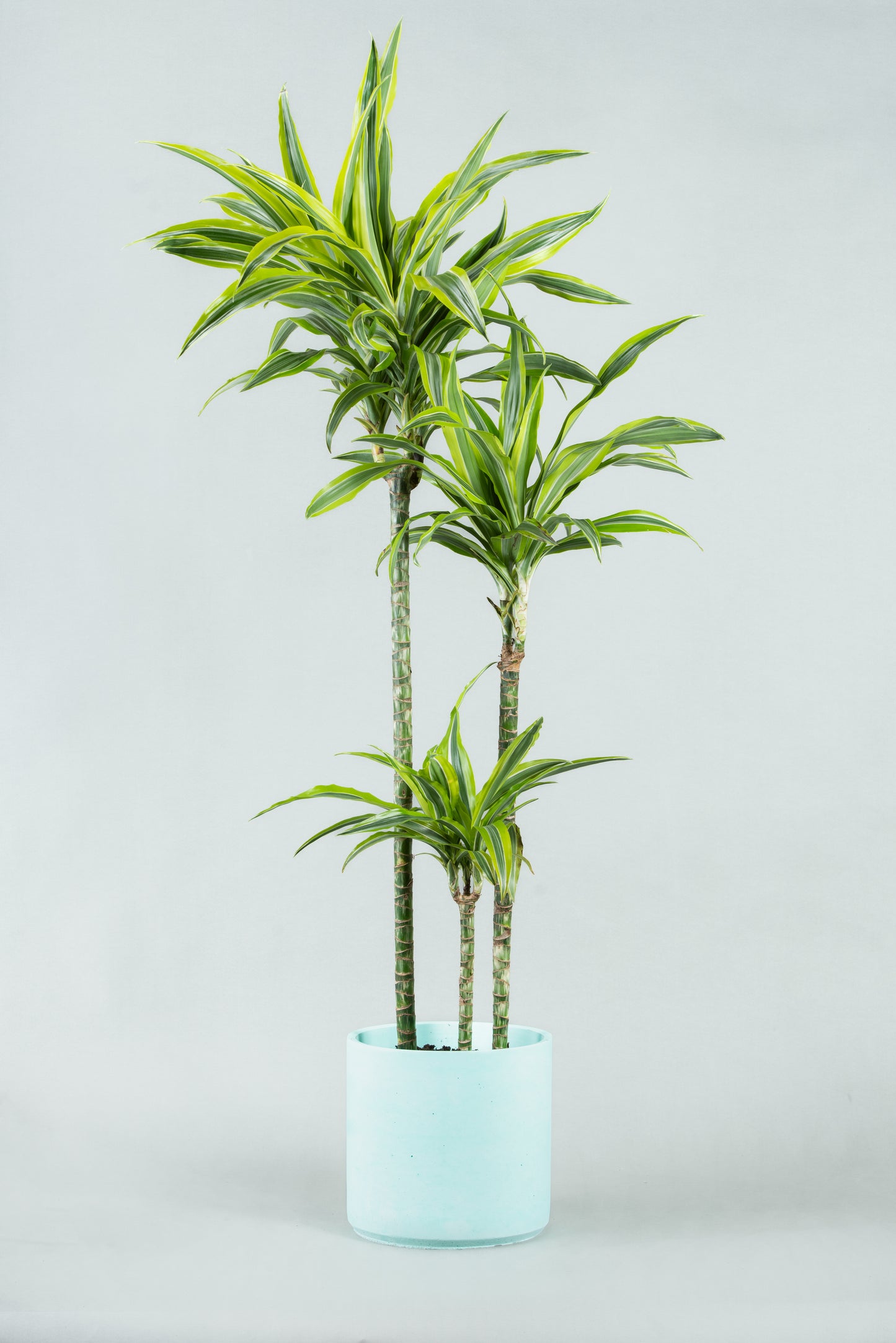 Dracaena Reflexa Elegance: Tall Indoor Plant in Six Colorful Planters