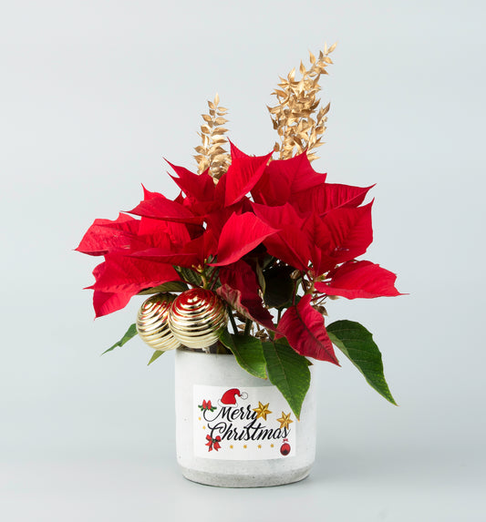 Poinsettia Plant in Concrete Pottery