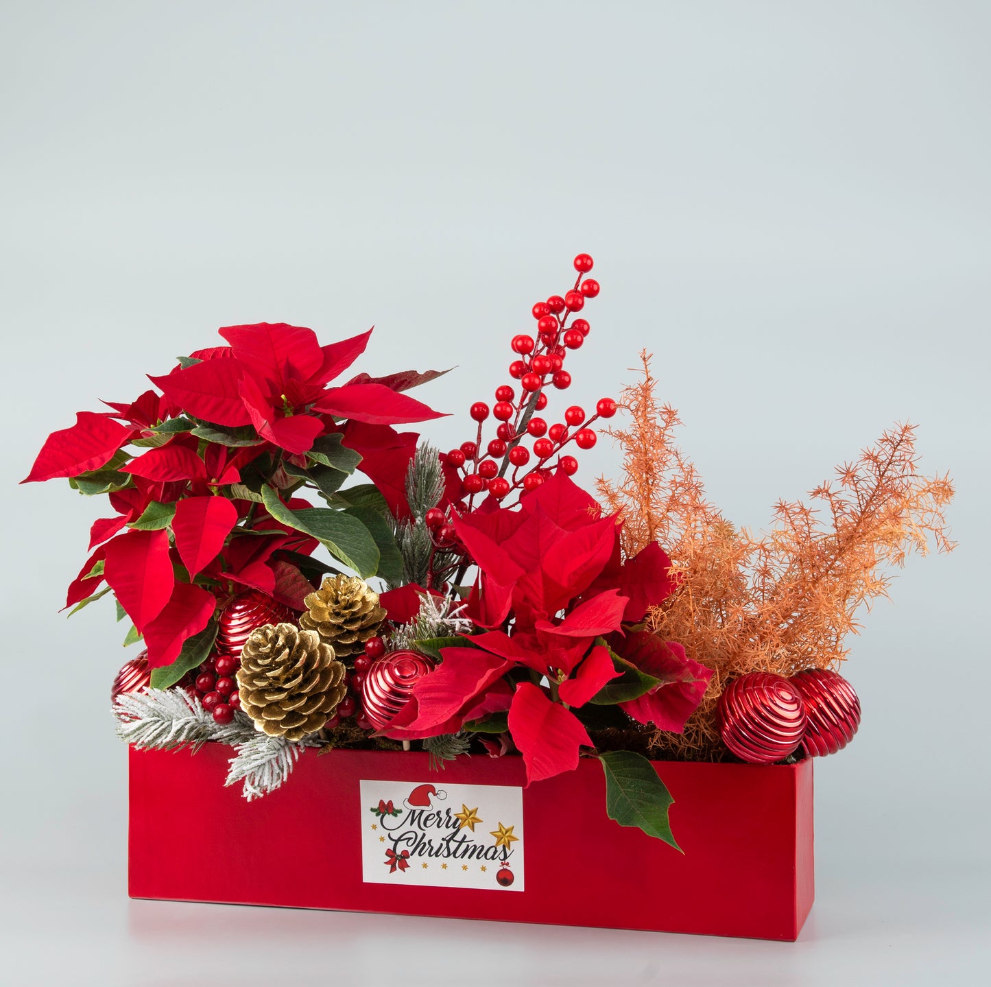 Poinsettia Plant Set - Two in a Box, Red and Decorated for Christmas