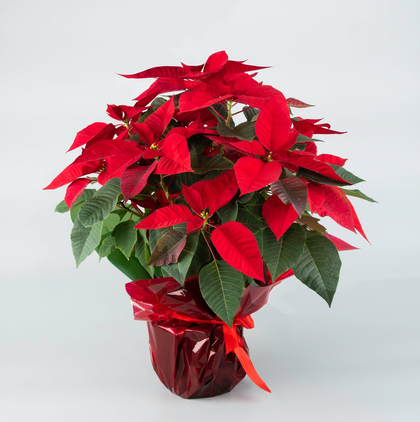 Poinsettia Plant in Elegant Packaging