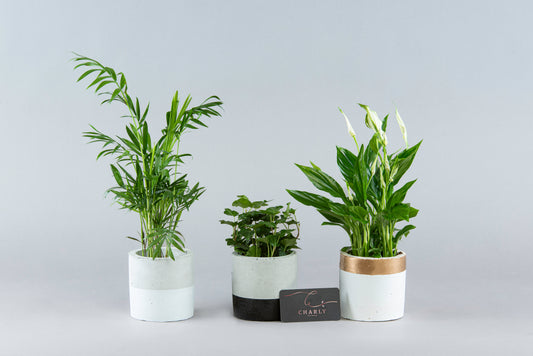 Trio of Tranquility: Chamaedorea, Hedera, and Spathiphyllum in Painted Pottery