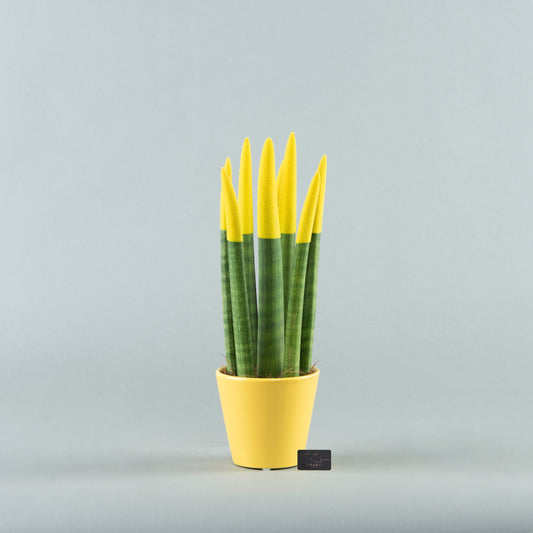 Velvet Greens: Sansevieria in Textured Pottery Yellow