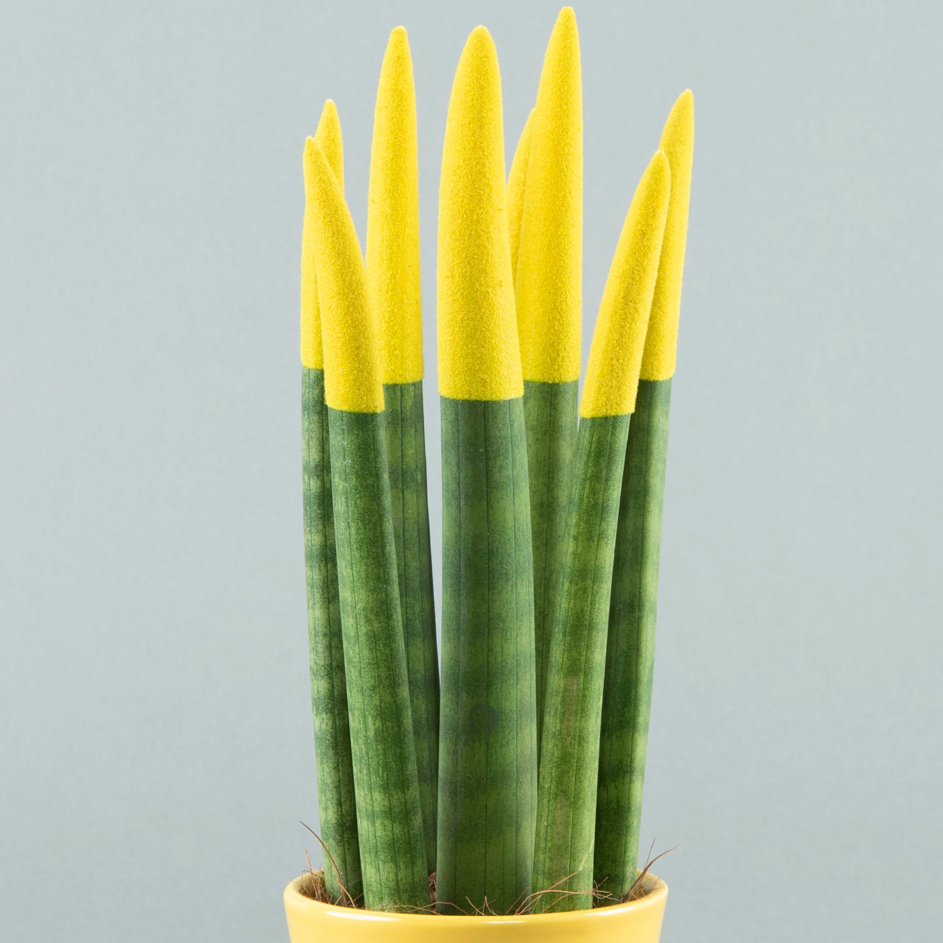 sansevieria velvet plant Velvet Greens: Sansevieria in Textured Pottery Yellow – Charly Floral