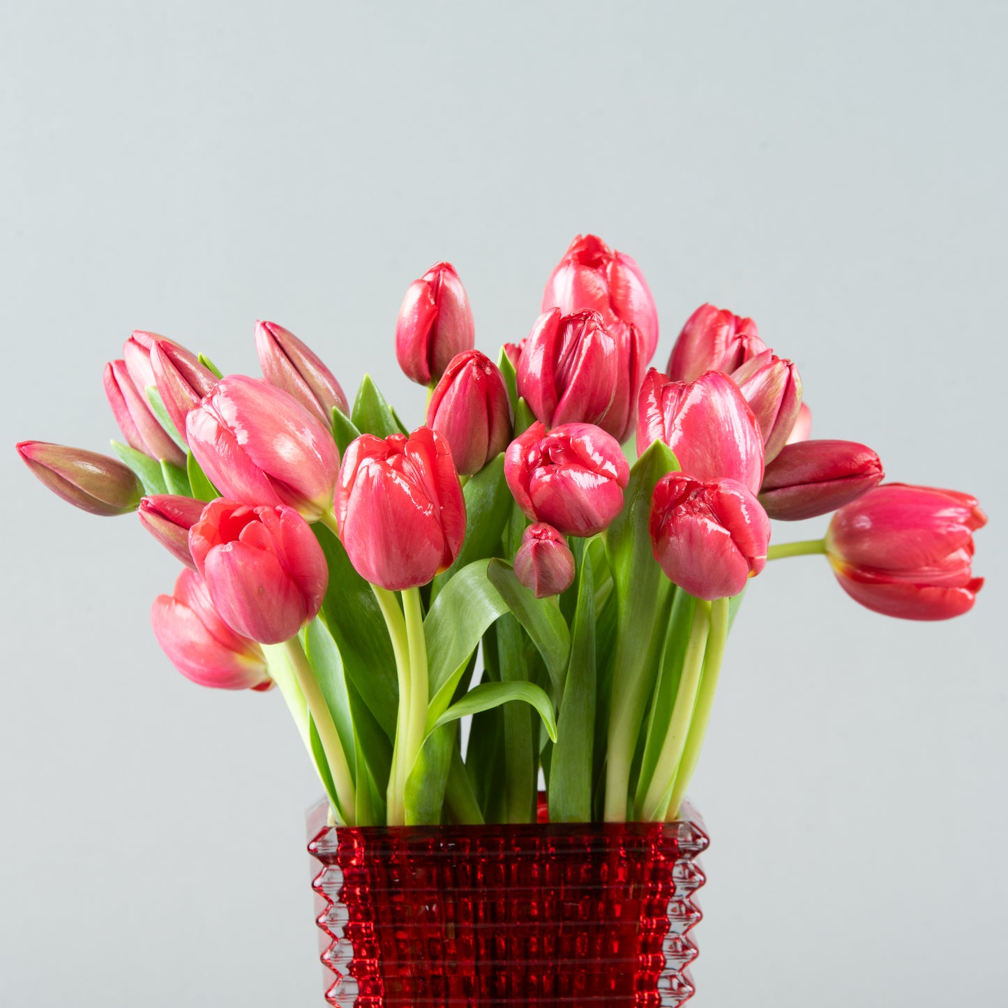 Radiant Tulip Elegance: Red Tulips in Baccarat Crystal Vase