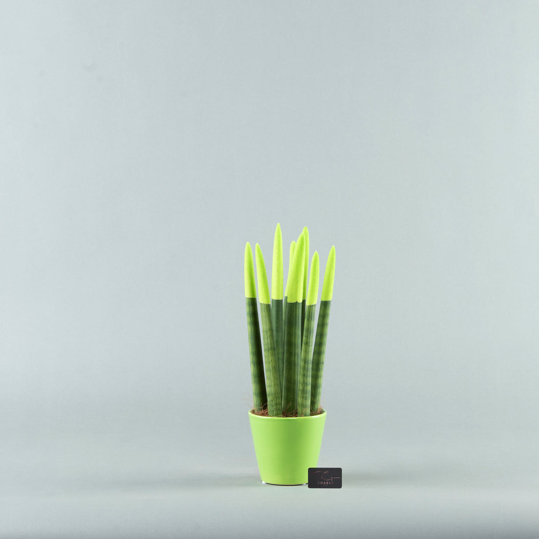 Velvet Greens: Sansevieria in Textured Pottery