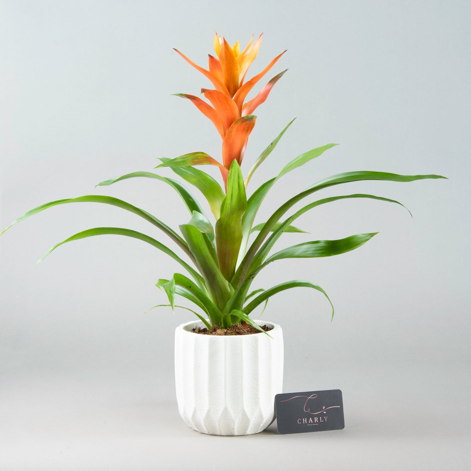 Tropical Radiance: Orange Guzmania in White Concrete Pot