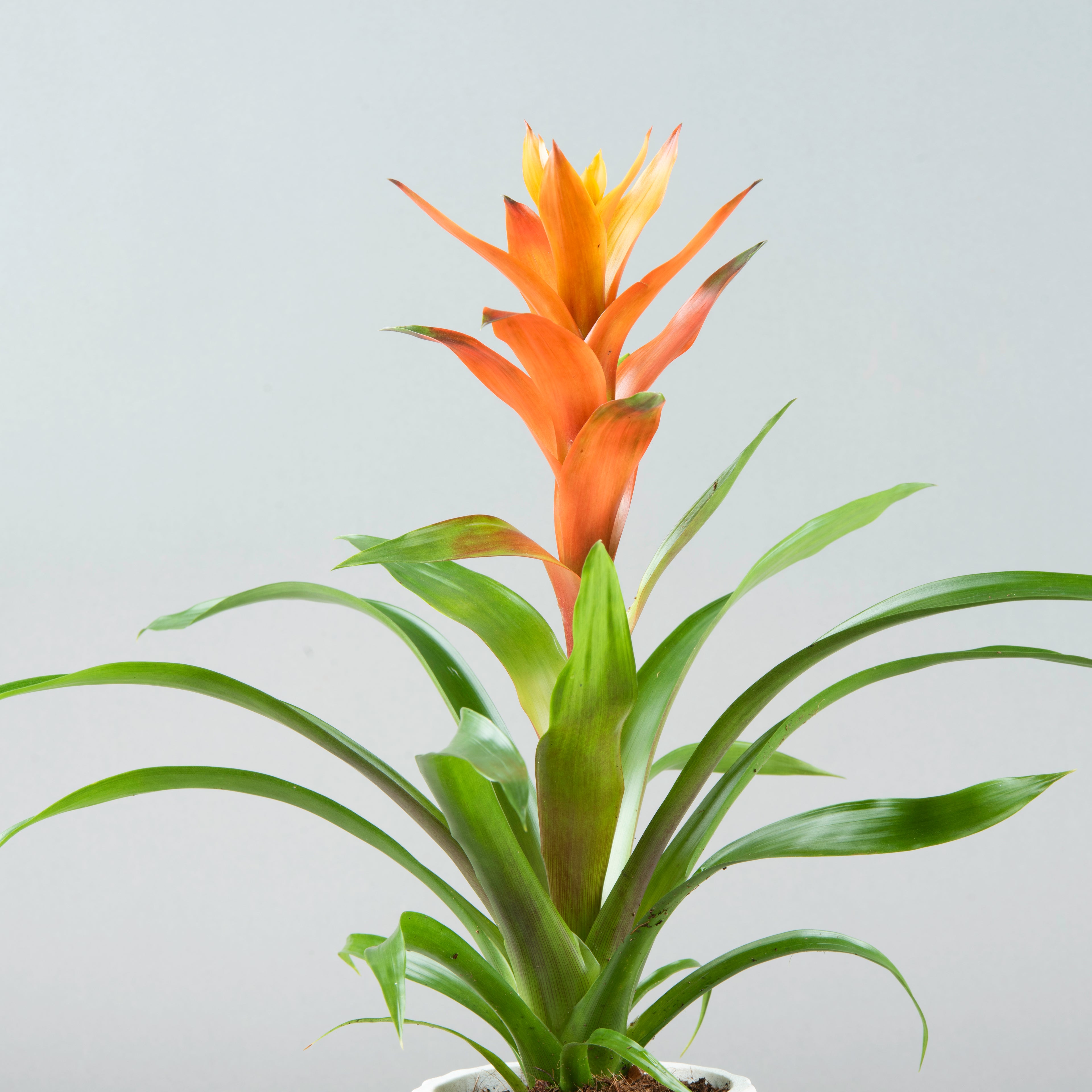 Tropical Radiance: Orange Guzmania in White Concrete Pot