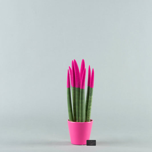 Velvet Greens: Sansevieria in Textured Pottery Fuchsia
