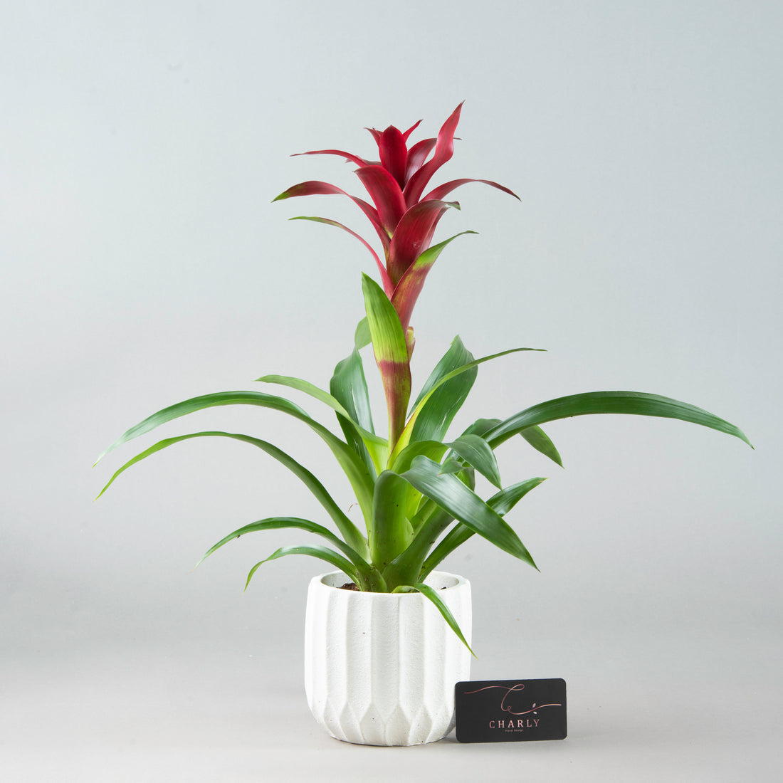 Burgundy Bliss: Bordo Guzmania in White Concrete Pot