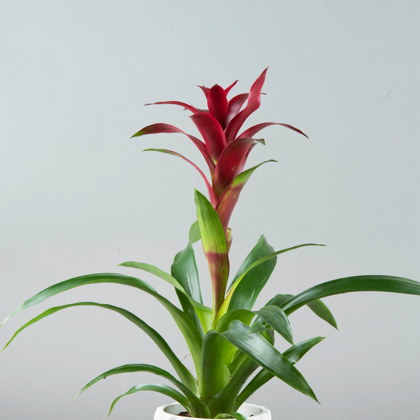 Burgundy Bliss: Bordo Guzmania in White Concrete Pot