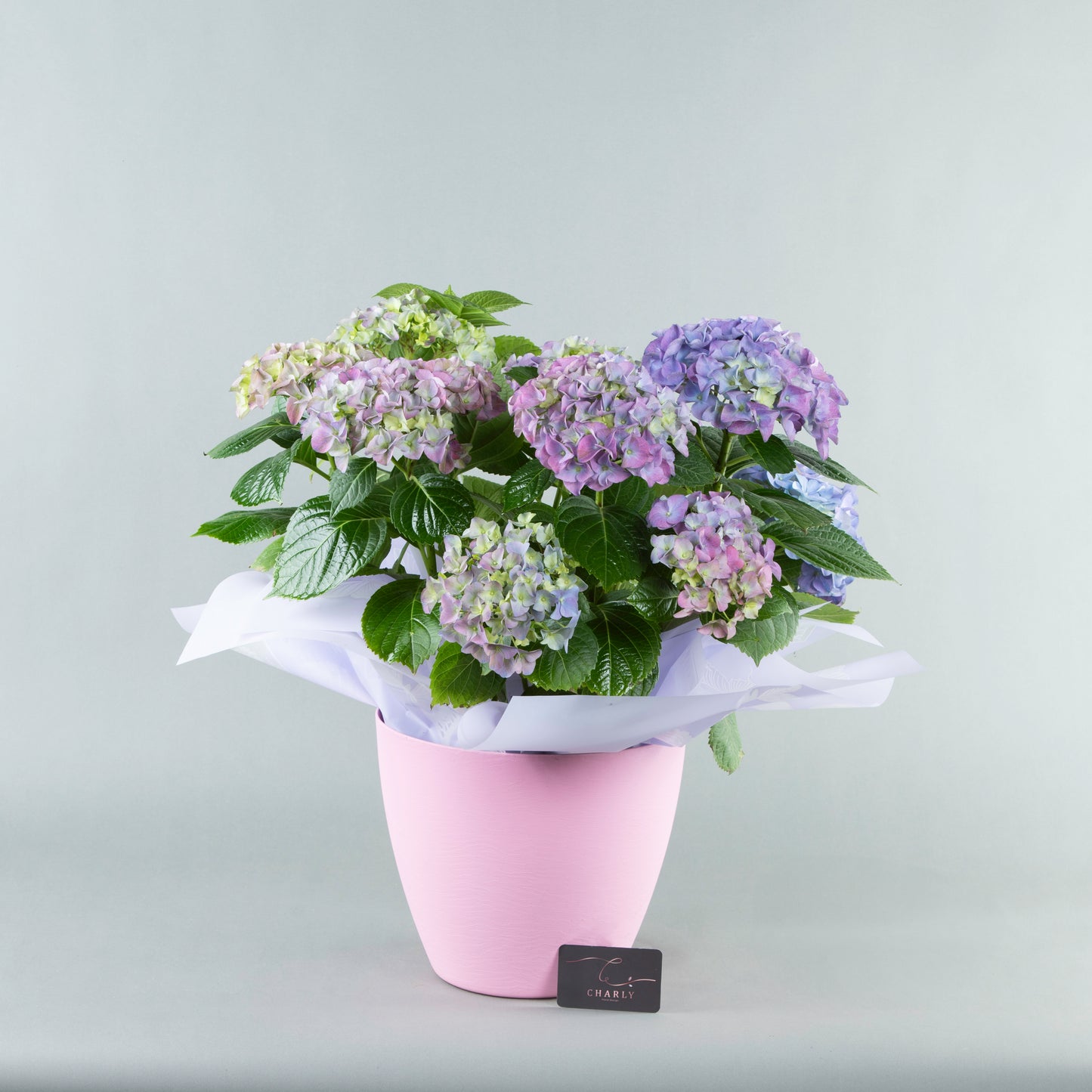 Lilac Luxe: Ortansia in Plastic Pottery