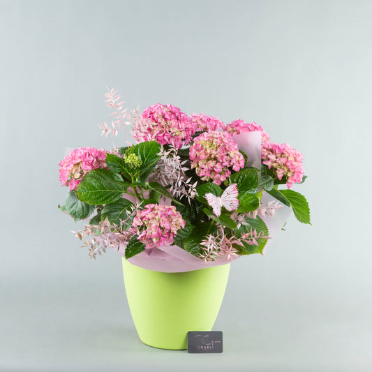 Pink Elegance: Ortansia in Plastic Pottery with Italian Ruscus