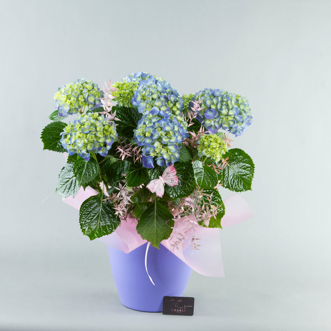 Azure Dream: Blue Ortansia in Decorated Purple Plastic Pottery