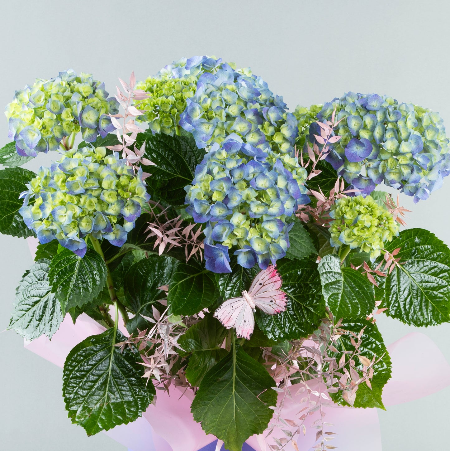 Azure Dream: Blue Ortansia in Decorated Purple Plastic Pottery