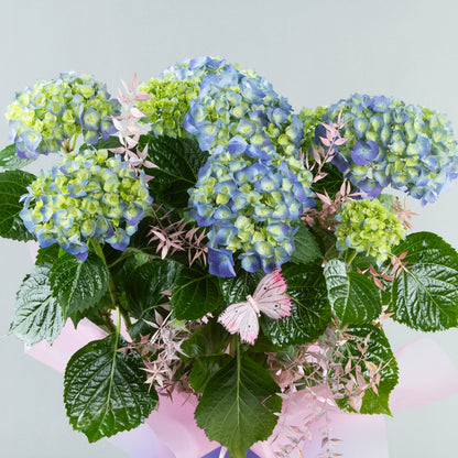 Azure Dream: Blue Ortansia in Decorated Purple Plastic Pottery