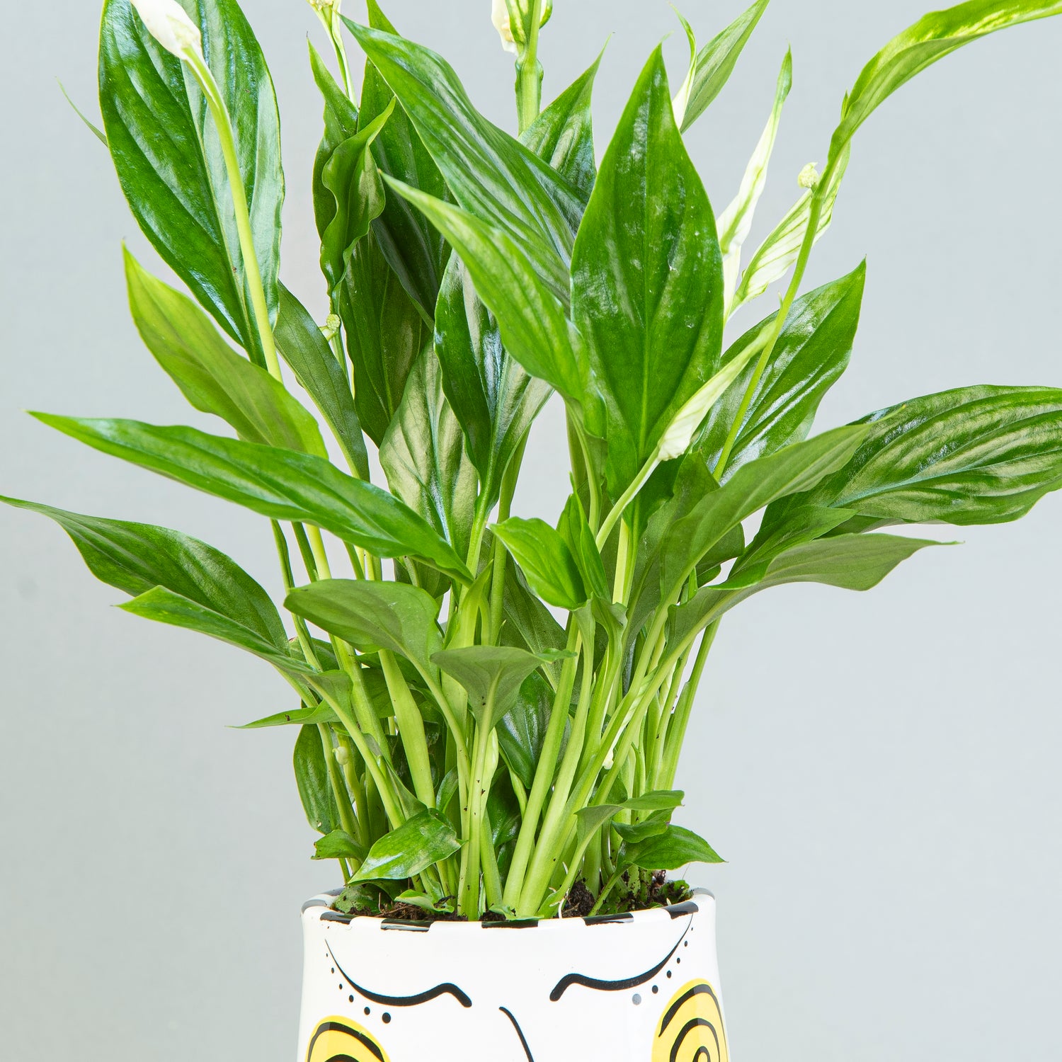 Verdant Versatility: Mini Spathiphyllum in Multi-Use Ceramic Vase